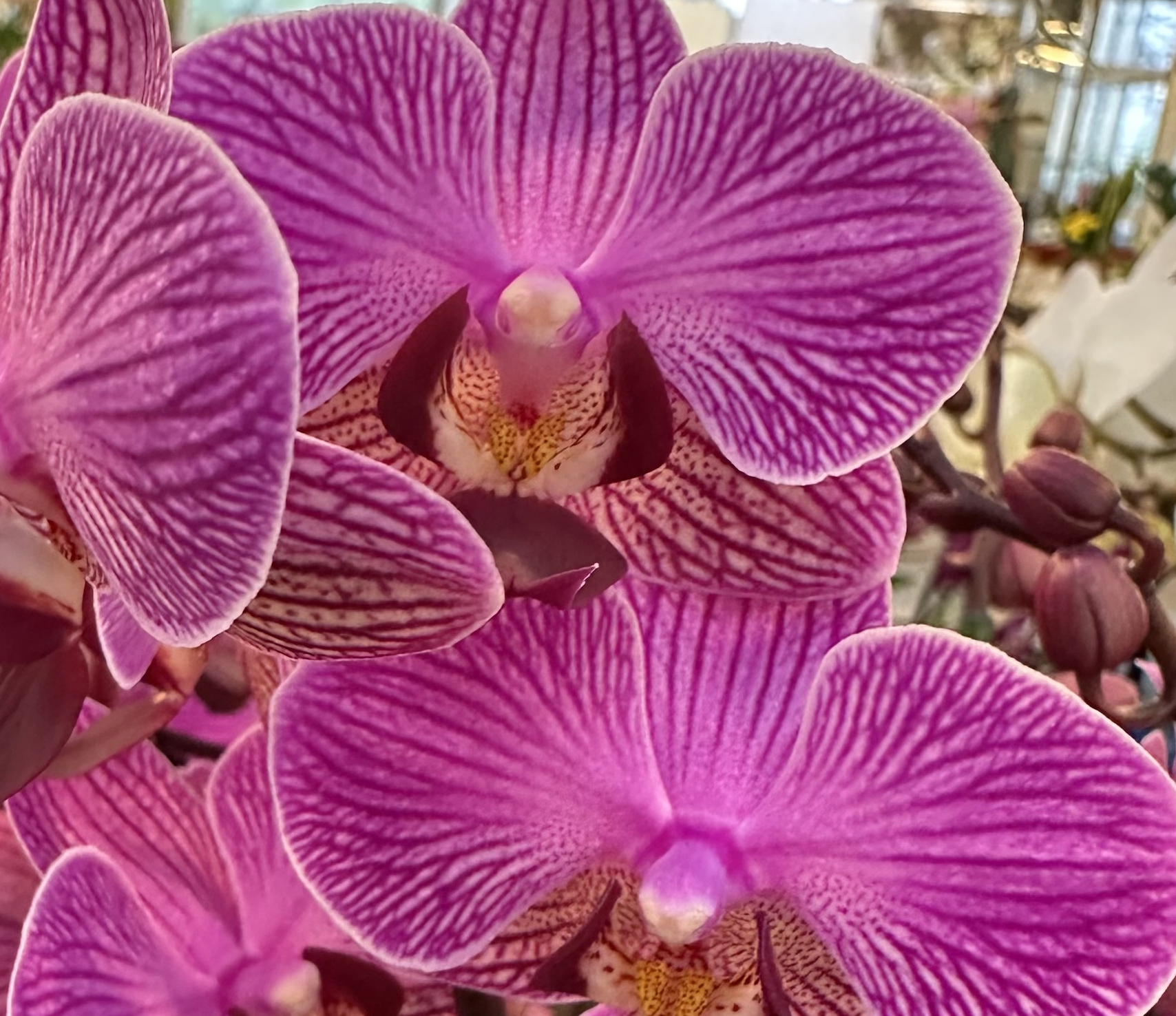 Dal 3 febbraio, Festival delle Orchidee!