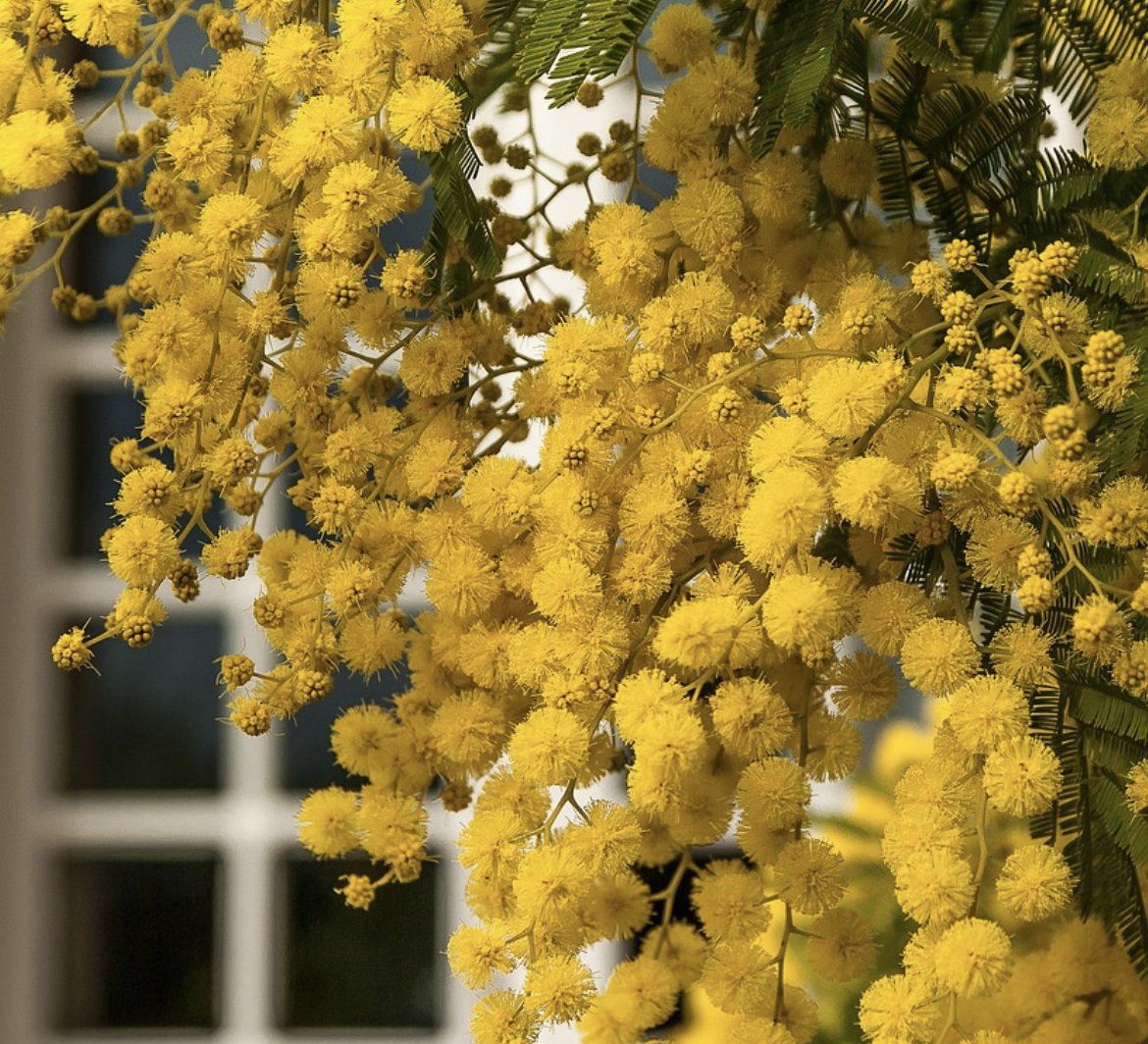 Mimose, fiori e amore: la Festa della Donna di Legnaia