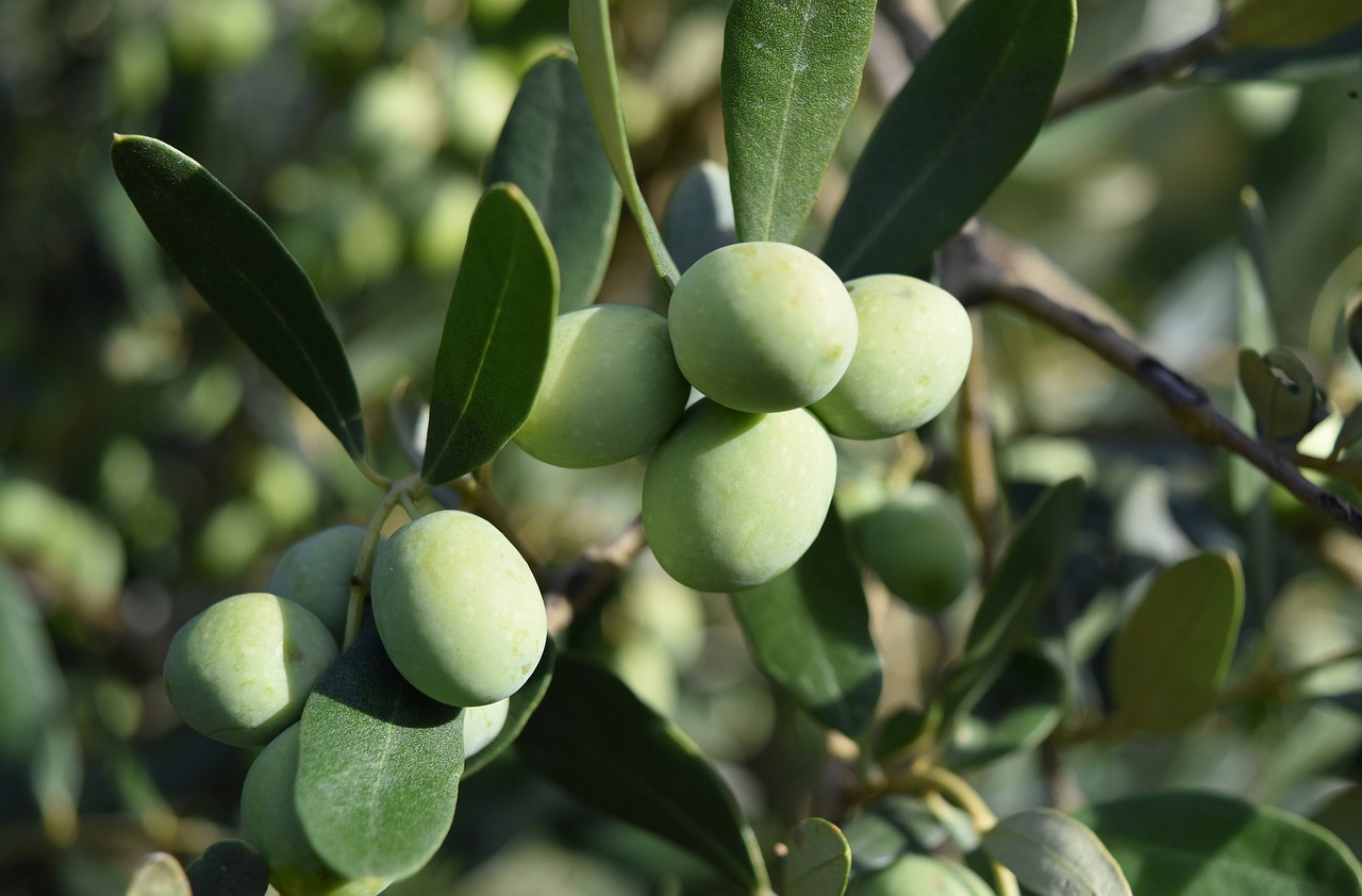 Promozioni dal Reparto Agricoltura: mangimi e concimazione olivo