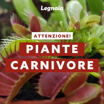 piante carnivore legnaia