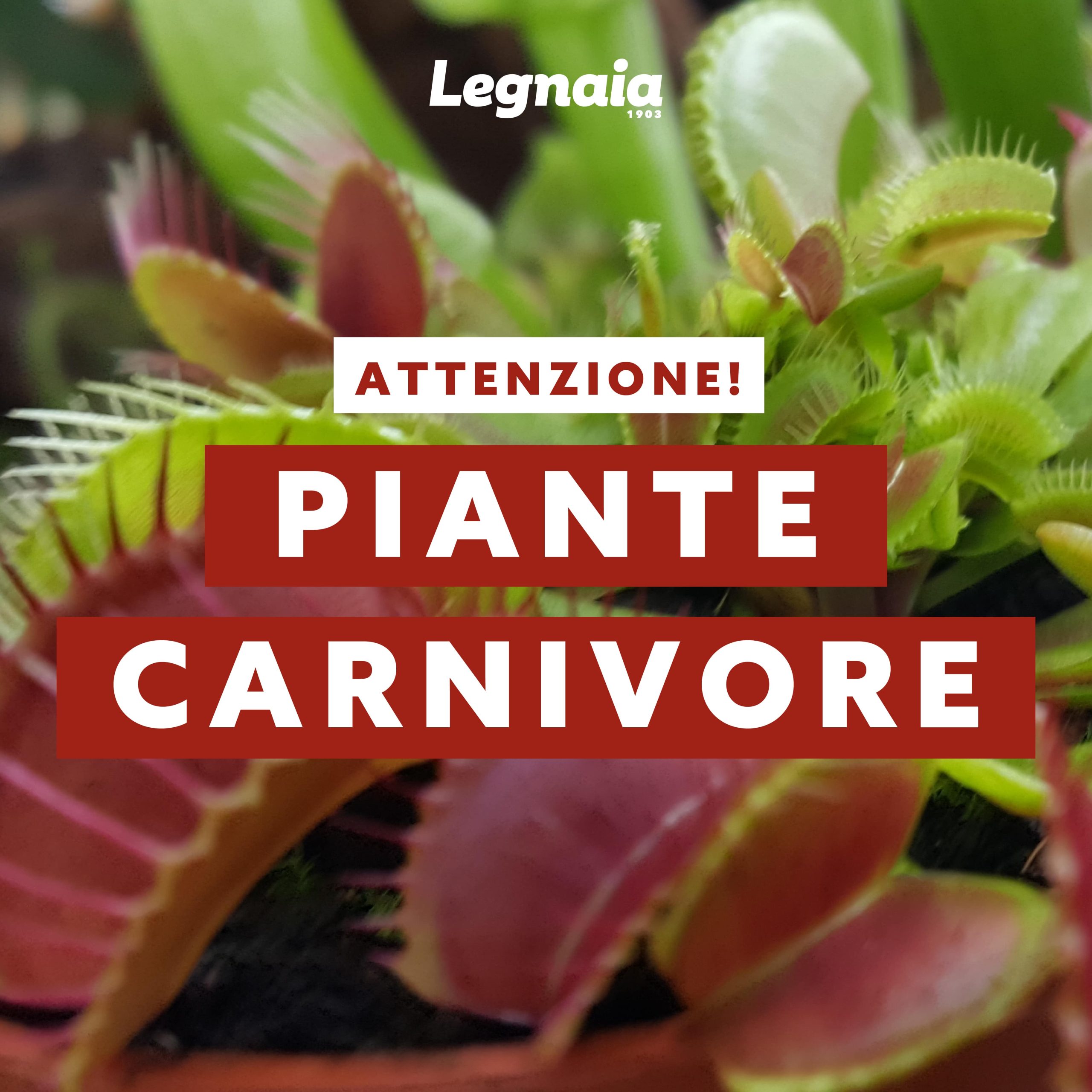 Piante carnivore: sicuro di conoscerle?