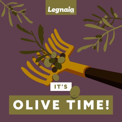 raccolta delle olive