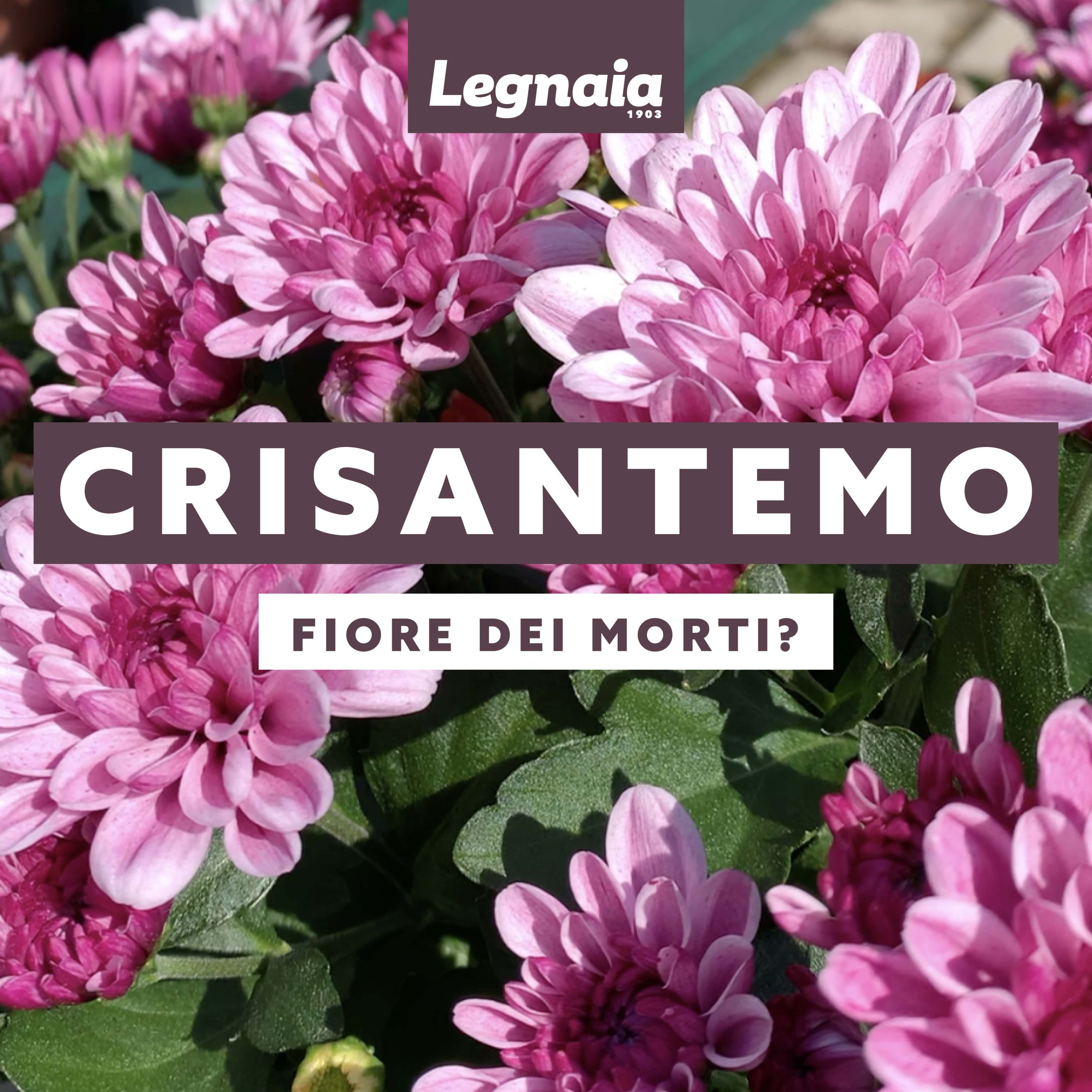 Crisantemo: prendersi cura del fiore del momento