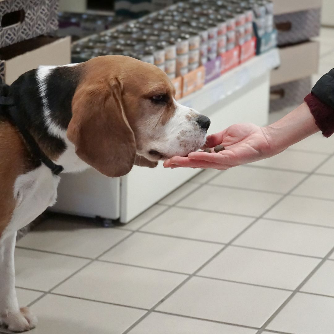 L’importanza dell’alimentazione corretta per cani e gatti