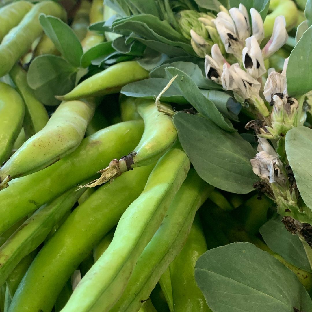 Baccelli e pecorino: la tradizione toscana di primavera