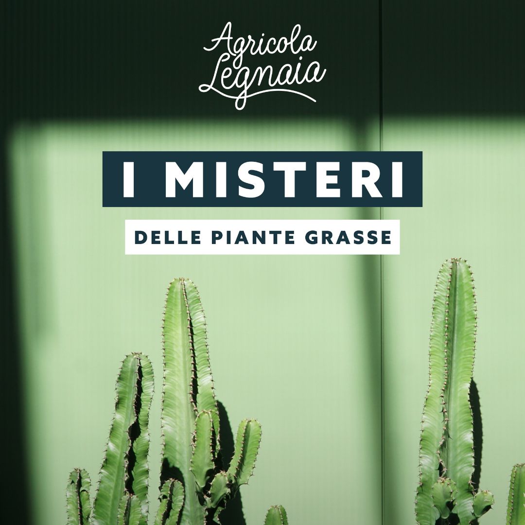 I misteri delle piante grasse con Desert Style